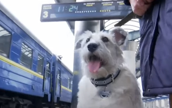 Четырехлапая проводница Николь работает на эвакуационном поезде: всегда знает, к кому подойти